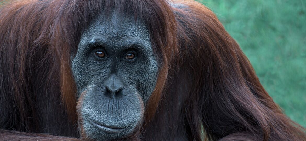 orangutan-g90672ed84_1280