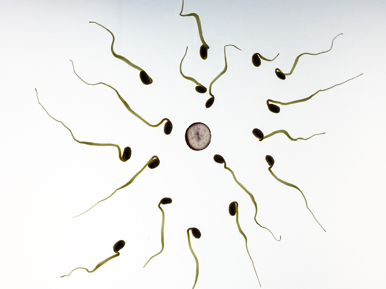 Tracing sperm in the natural gel of sperm might lead to novel ...