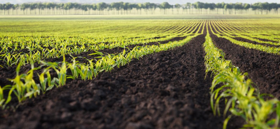 revolutionizing-agriculture-with-ai-precision-farming-and-sustainable-practices